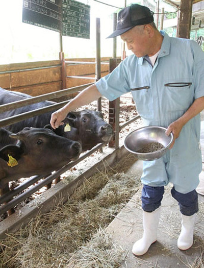 牛に餌を与える菅野さん。餌にはカシューナッツ殻液が配合されている＝６月、二本松市