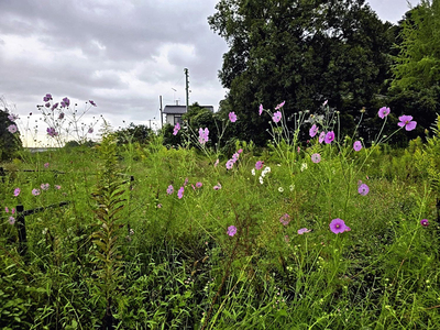 草より背が高いコスモスです。ピンク、白、赤、黄色もあります。毎年増えれば、秋の空が曇っても、この花を見れば明るくなりますね
