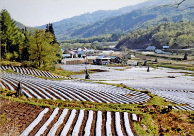 幼少期の昭和村の風景。葉タバコ生産が盛んだった。実家も葉タバコを栽培しており、のどかな景色が広がっている