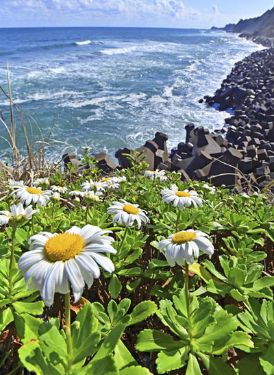 海岸沿いを彩るハマギク＝広野町