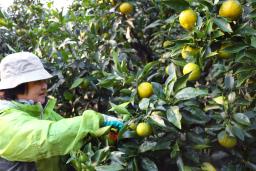 　和歌山県北山村で始まった、特産のかんきつ類「ジャバラ」の収穫＝１０日午前